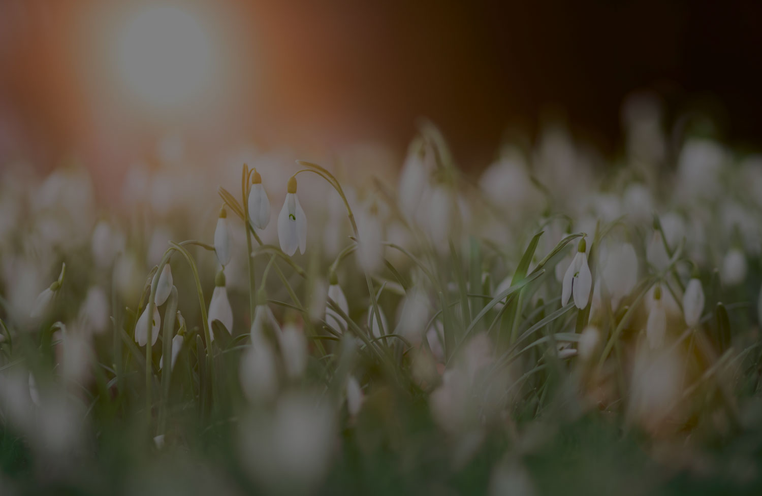 An image of flowers on a sunny day.