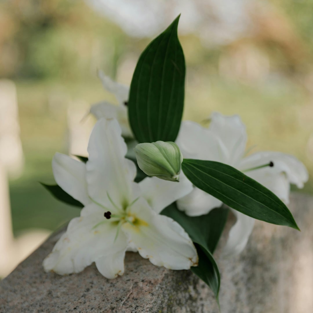 An image of some lily flowers.