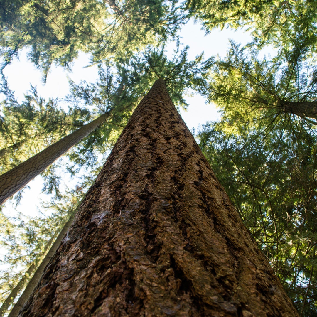 An image of a tree in a forest.