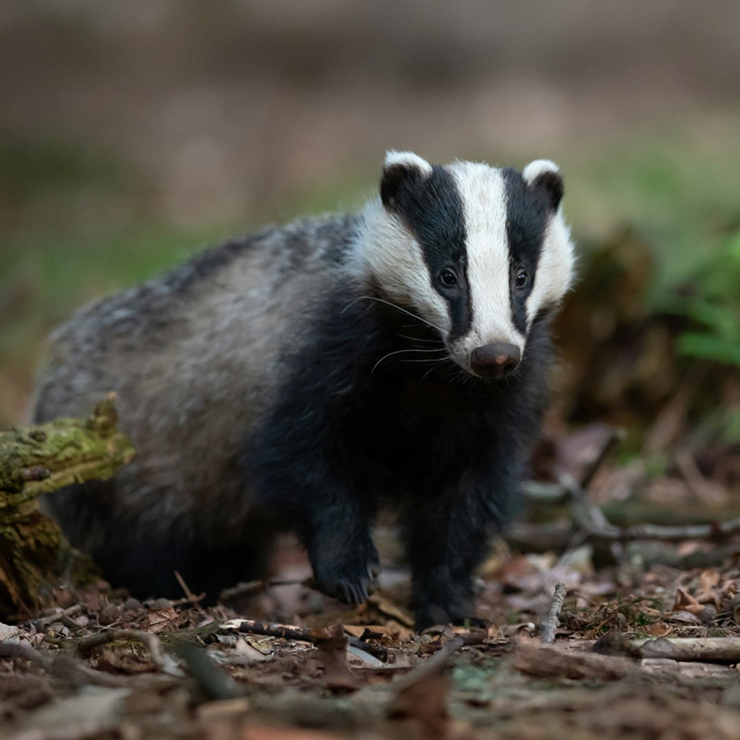 An image of a badger.