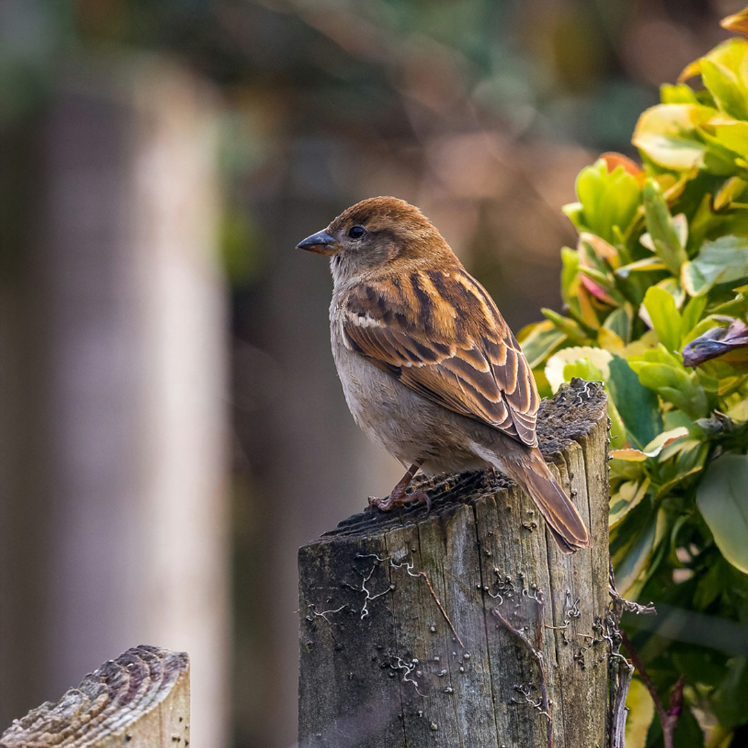 An image of a bird on a fence post.