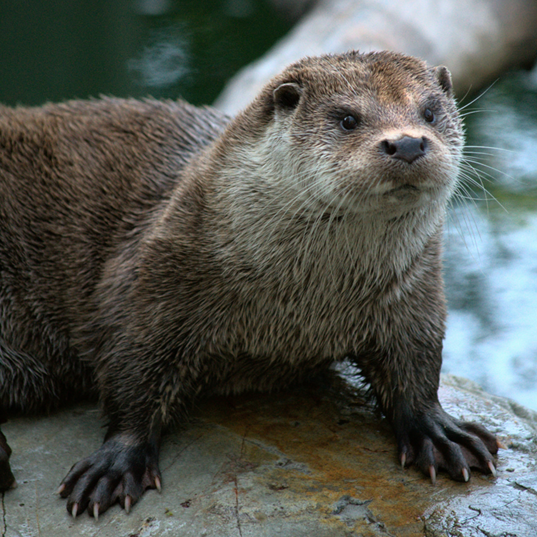 An image of an otter.