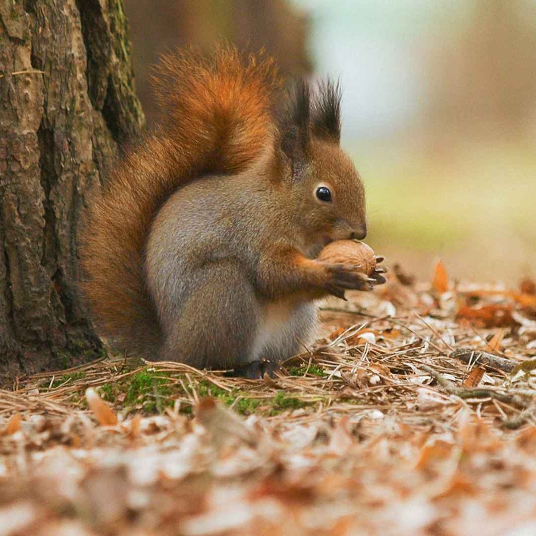 An image of a squirrel.