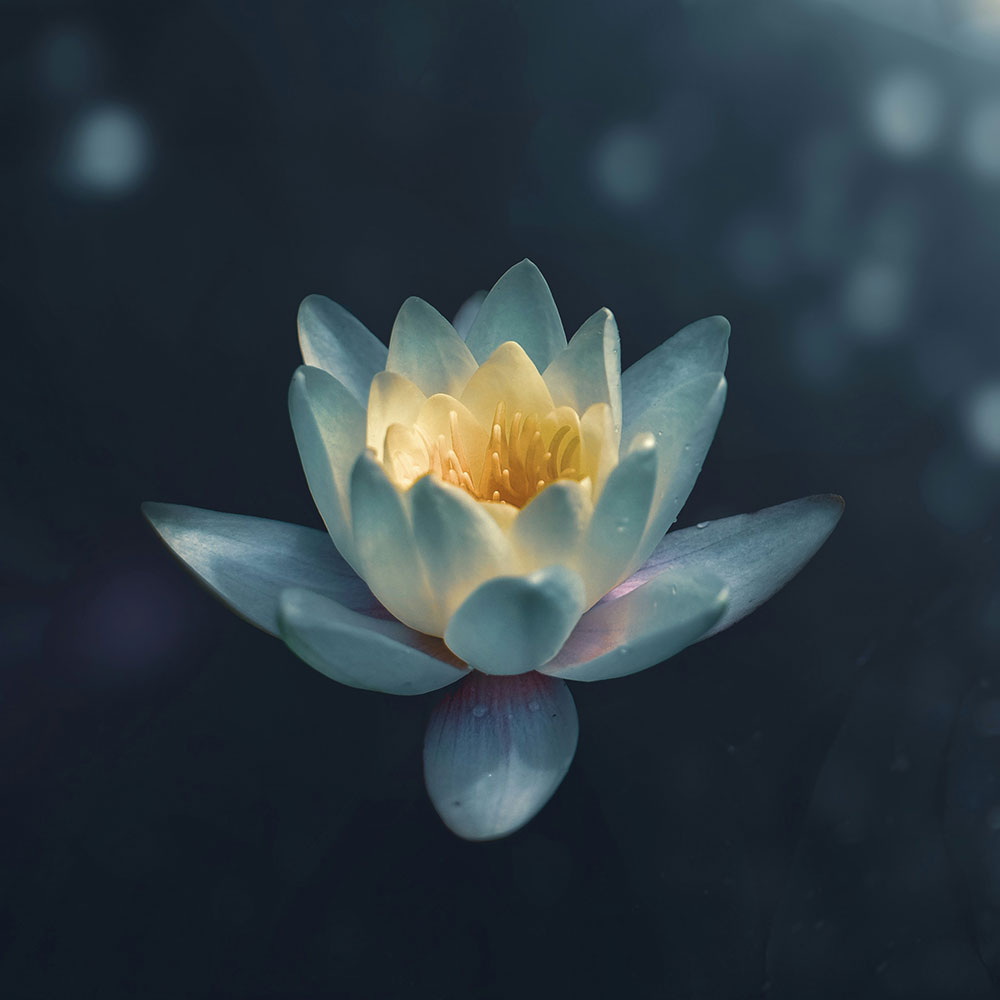 An image of a lotus flower.