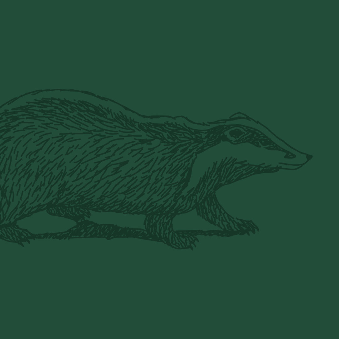 An illustration of a bader. Image